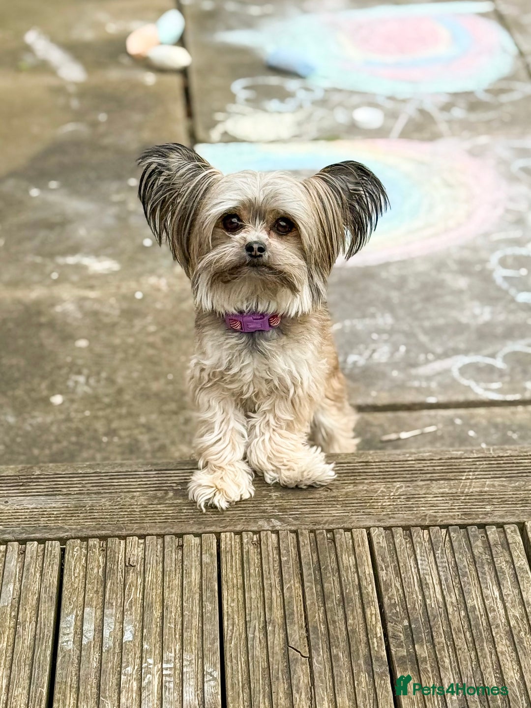 Chorkie dogs for sale: Chorkie (x2 Boys) - Image 28