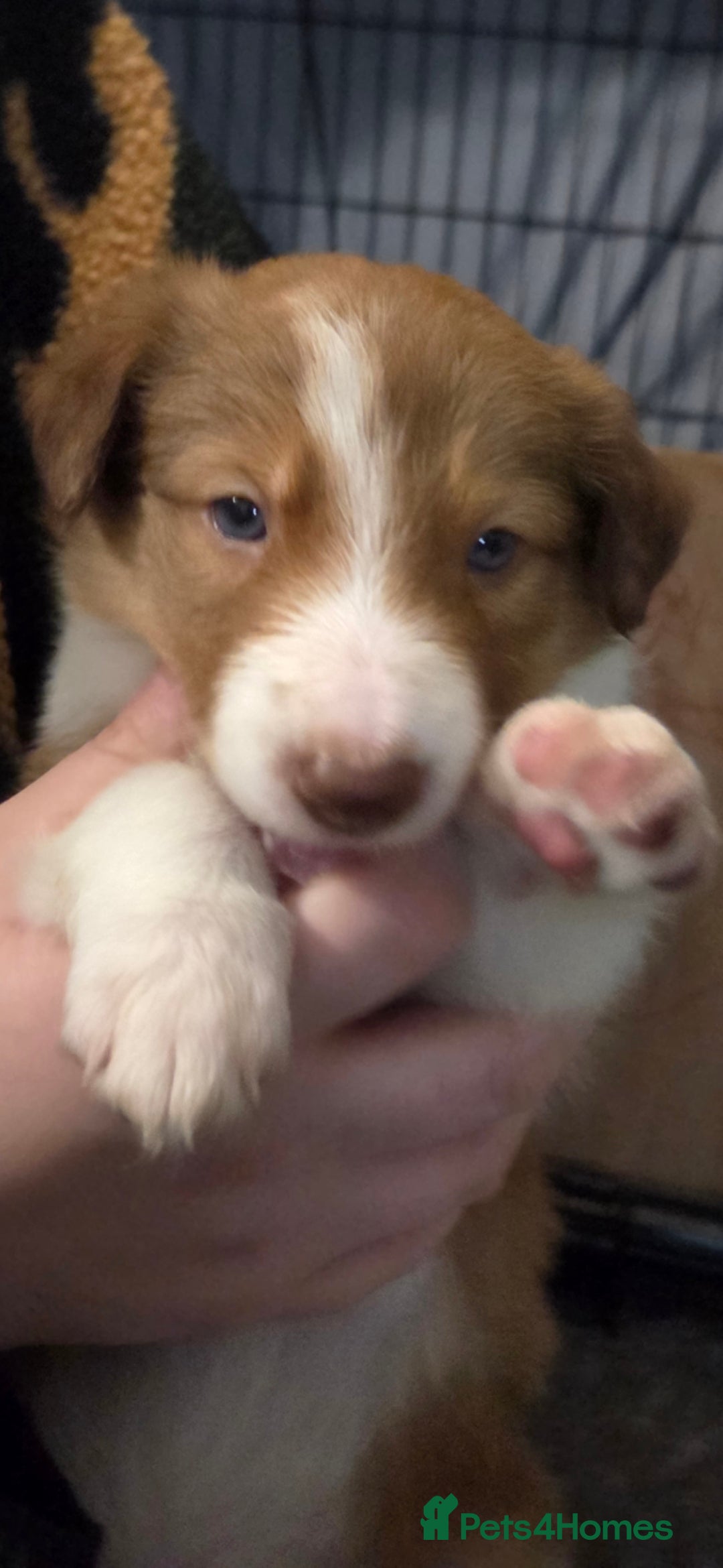 Border Collie dogs for sale: Beautiful tri colour border collie pups  - Advert 4