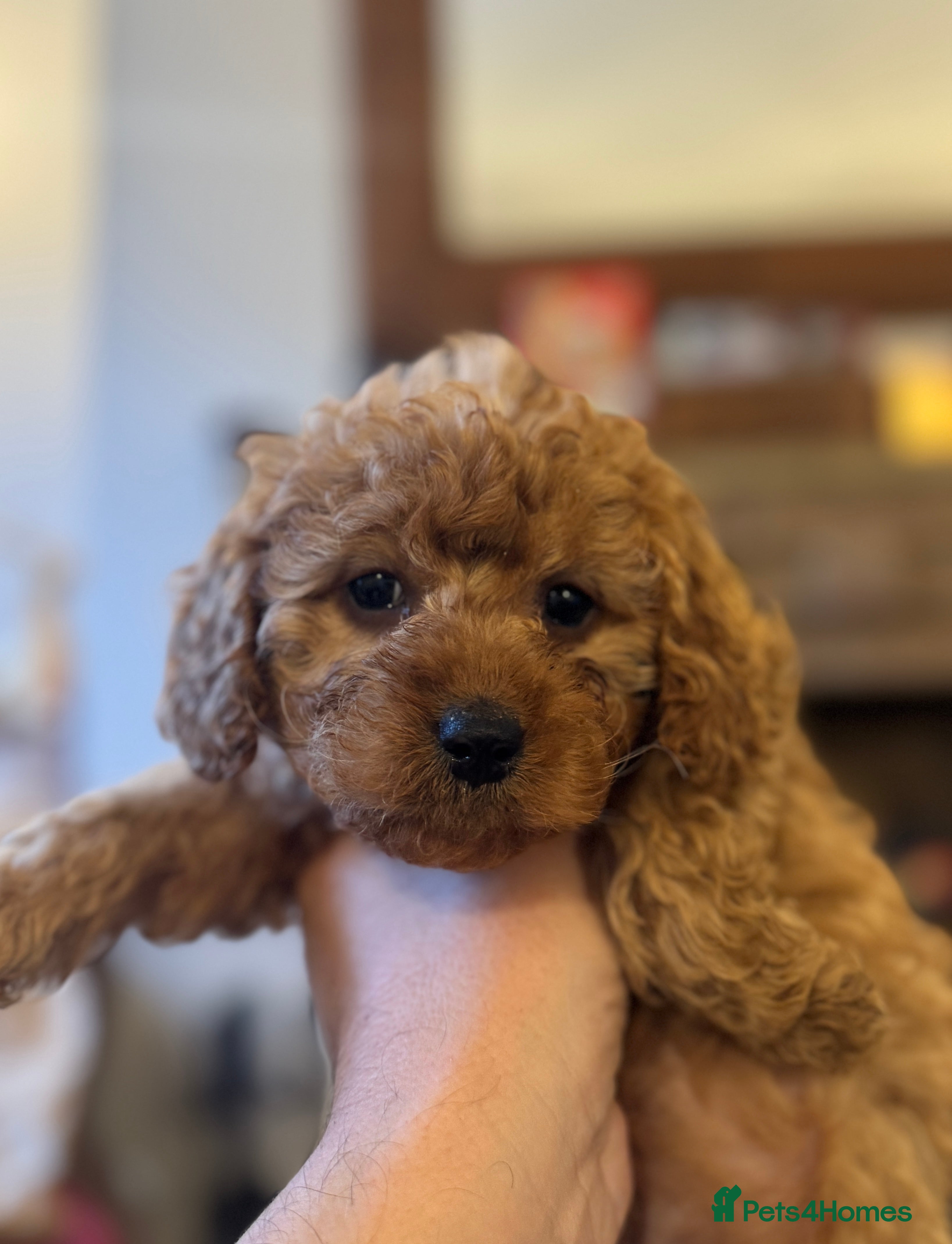 Cavapoo dogs Toy Cavapoo F1B - 4 girls - Ready 18th January  - Advert 19