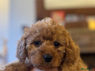 Cavapoo dogs Toy Cavapoo F1B - 4 girls - Ready 18th January - Advert 11