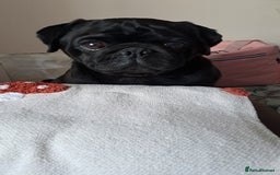 Pug dogs for sale: Kc reg pug - Advert 1