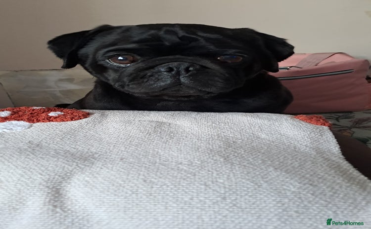 Pug dogs Kc reg pug - Advert 1