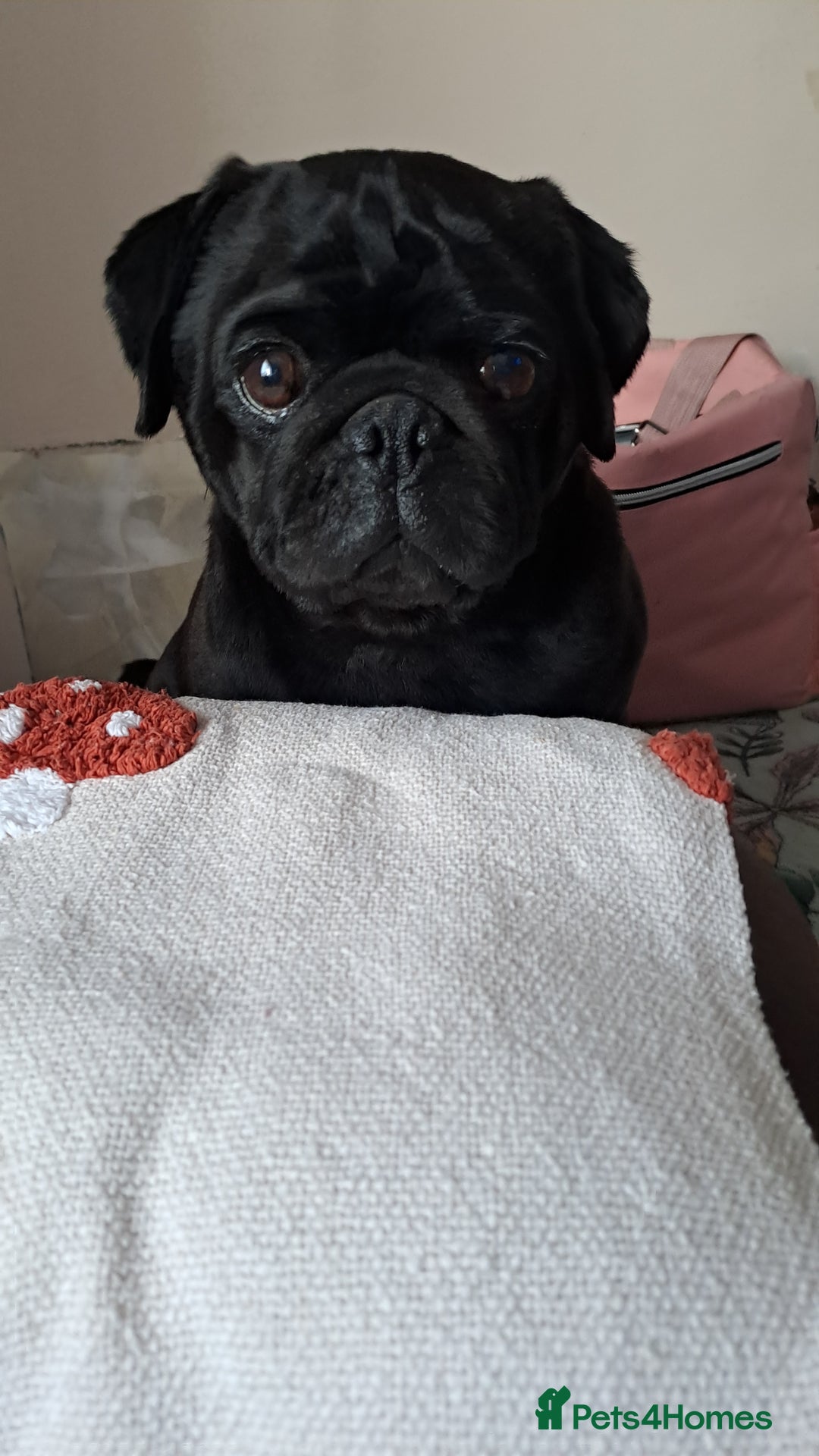 Pug dogs for sale: Kc reg pug - Advert 1