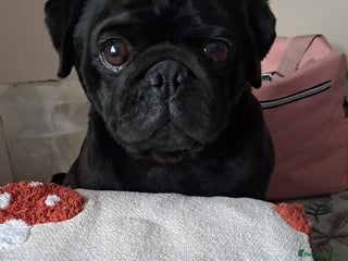 Pug dogs Kc reg pug - Advert 1