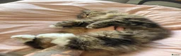 Siberian cats for sale: Siberian Former Show Queen  - Advert 2