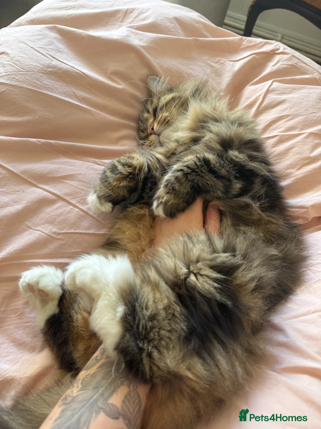 Siberian cats for sale: Siberian Former Show Queen  - Advert 2