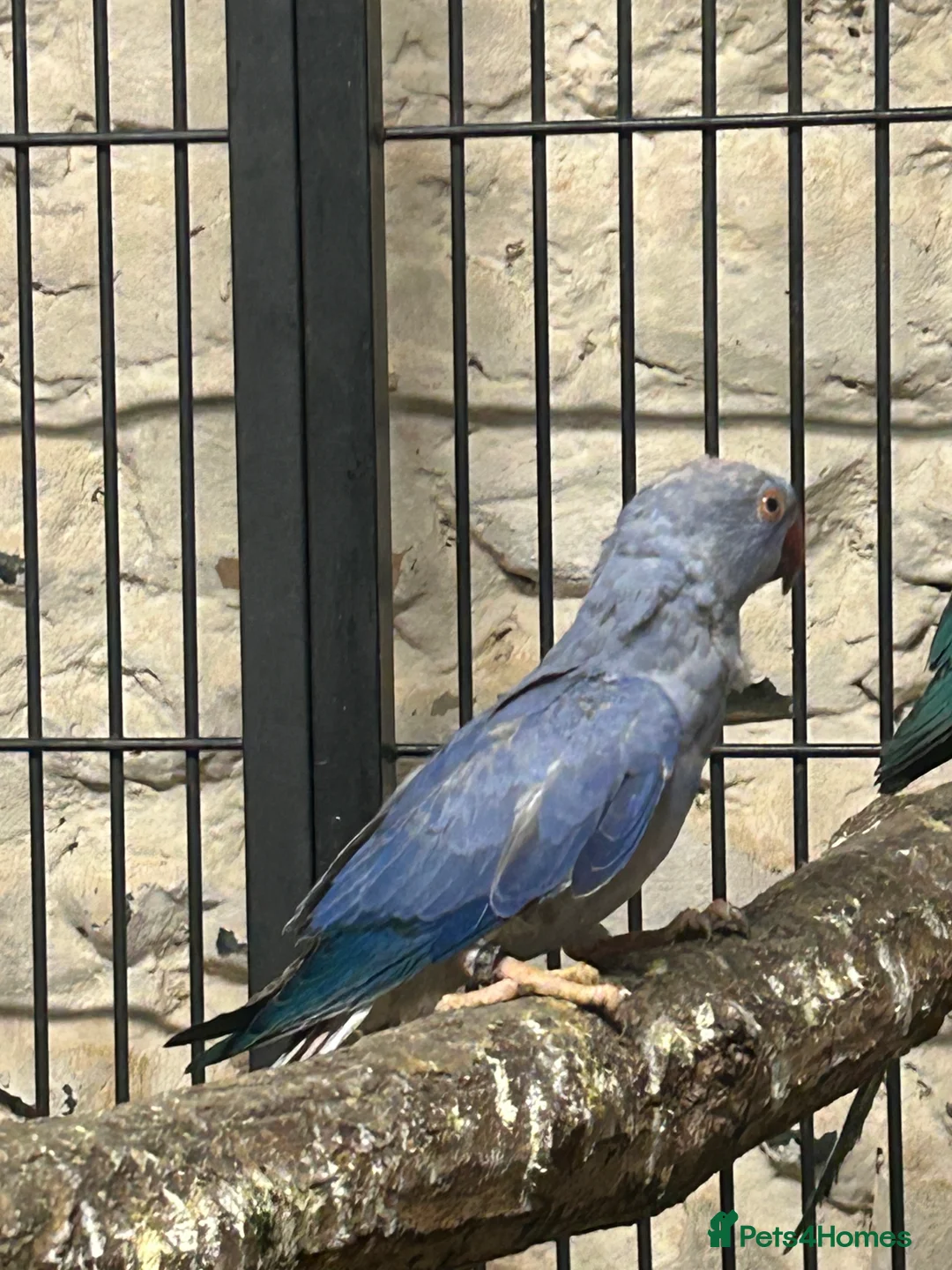 Ringnecks birds for sale: Ringneck parakeet  - Advert 2