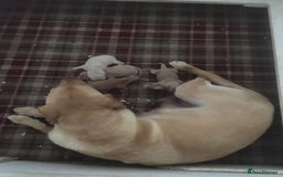 Cockerdor dogs for sale: Adorable f1 cockerdor puppies - Image 33