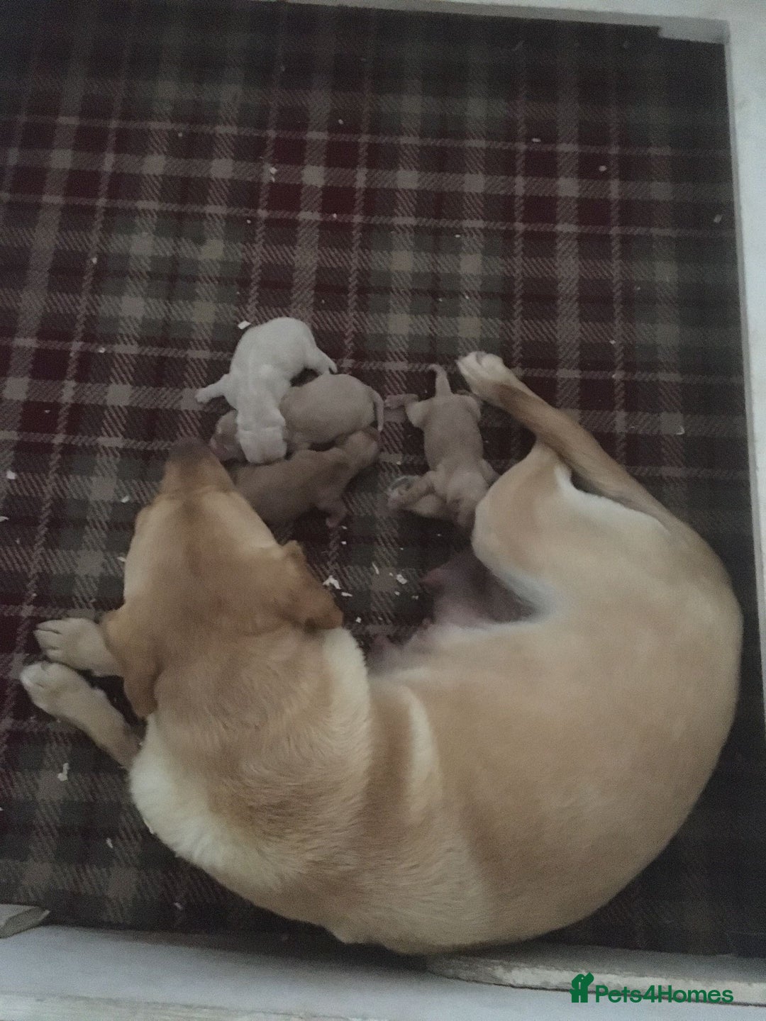 Cockerdor dogs for sale: Adorable f1 cockerdor puppies - Image 33