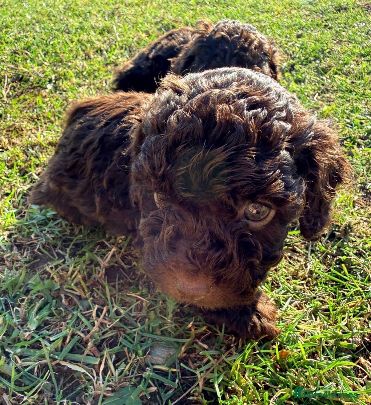 Miniature Poodle dogs Gorgeous Miniature Poodle Pups - Advert 5