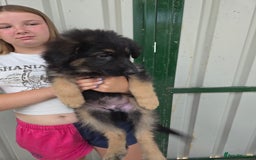 German Shepherd dogs for sale: ⭐️Quality KC Reg Long Coat German Shepherd Pups⭐️  - Image 18
