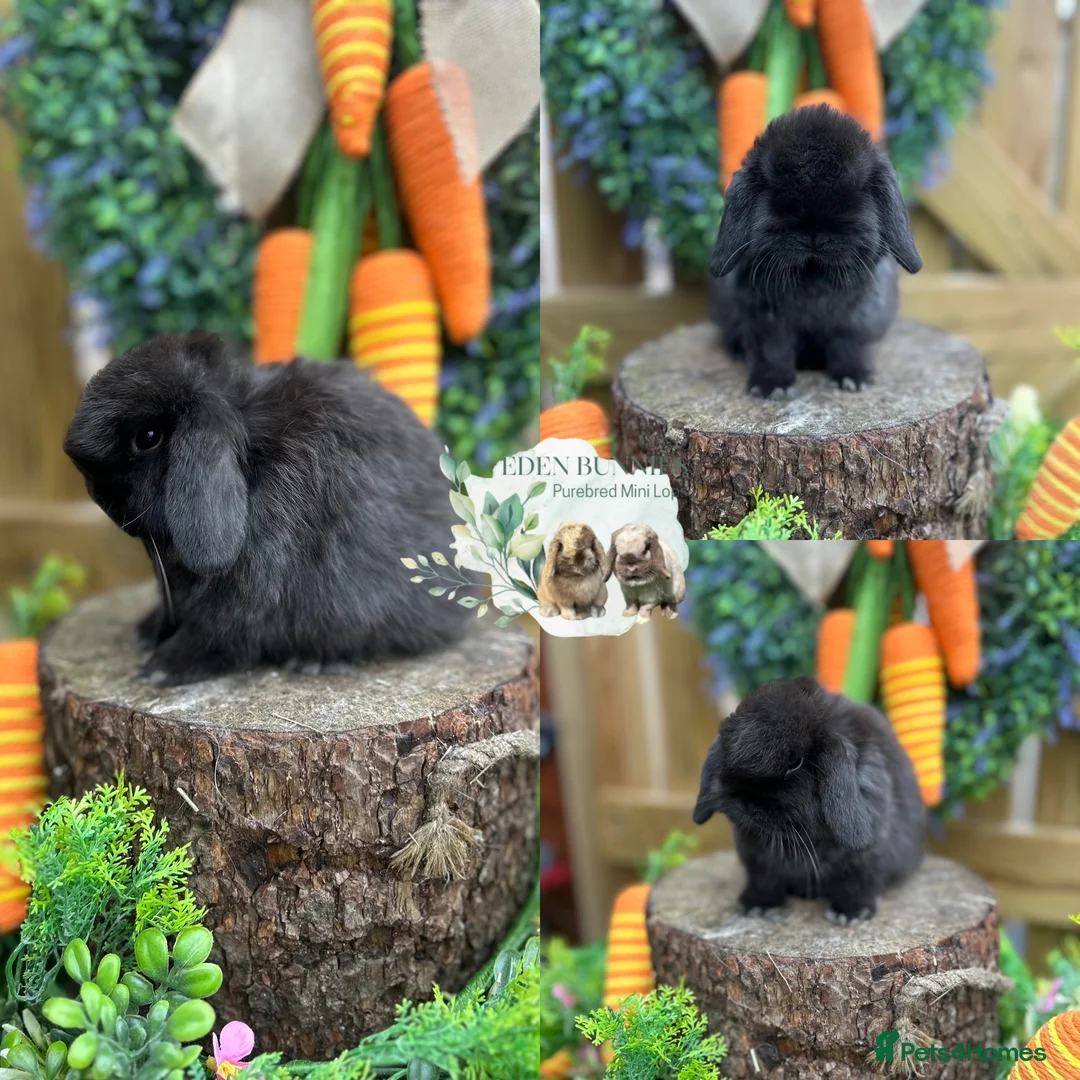 Mini Lop rabbits for sale: ⭐️ PUREBRED QUALITY MINI LOP BABIES ⭐️ - Advert 2