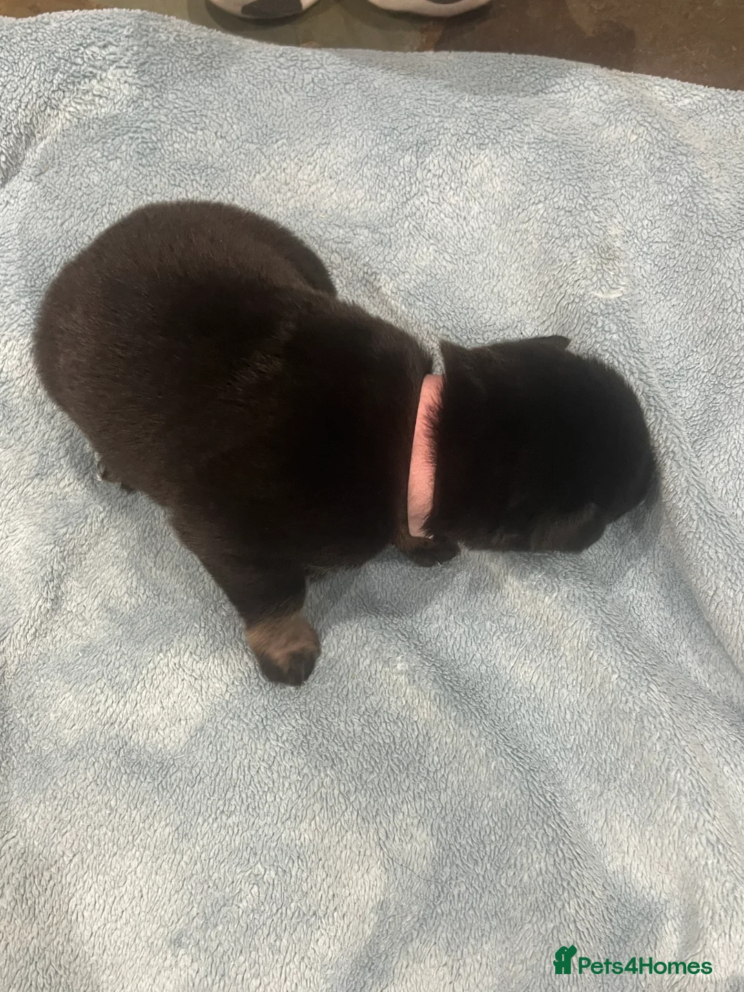 Mixed Breed dogs for sale: Alaskan Shepherd Puppies  - Advert 7