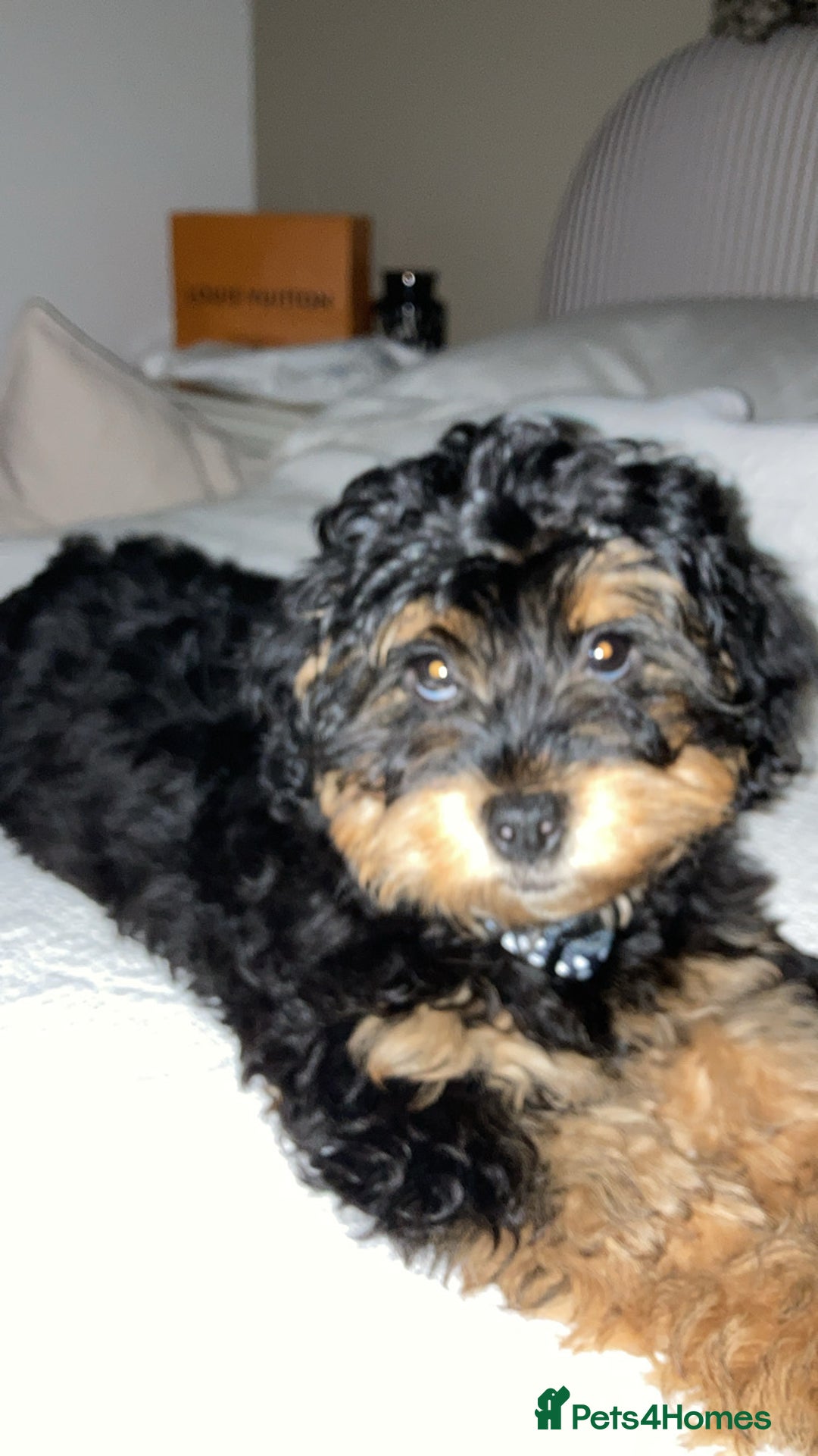 Shihpoo dogs for sale: Chilli The Shihpoo  - Advert 3