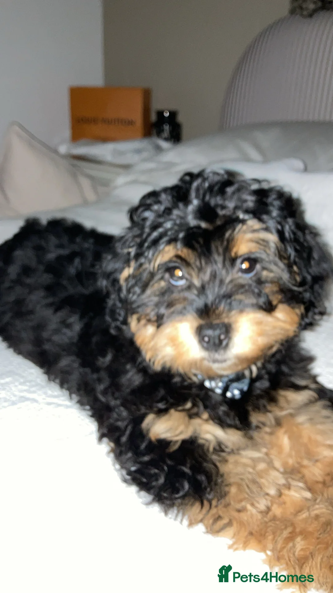 Shihpoo dogs for sale: Chilli The Shihpoo  - Advert 3
