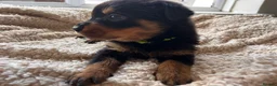 Rottweiler dogs for sale: Beautiful Rottweiler Pups  - Advert 9