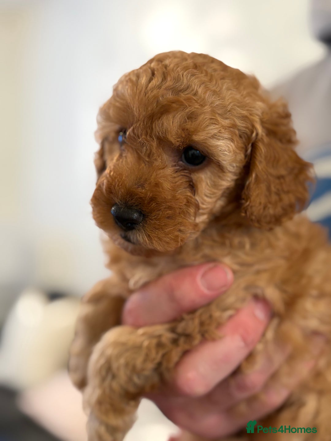 Maltipoo dogs for sale: Gorgeous Maltipoo Puppies  - Advert 15