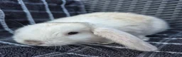 Mini Lop rabbits for sale: 🩷💙 Baby Pure-bred Mini Lops Ready Next Weekend! - Advert 4