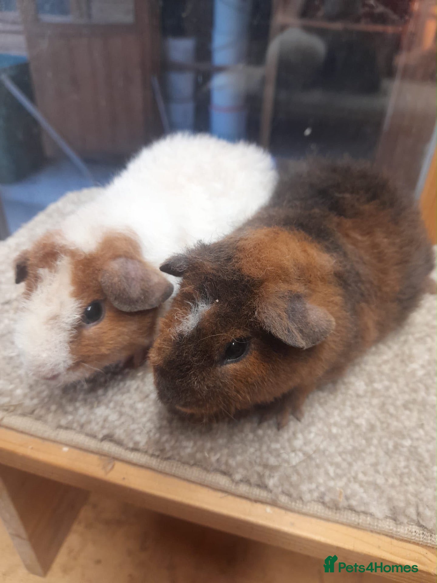 Guinea Pig rodents 2 male teddy boars.  - Advert 1
