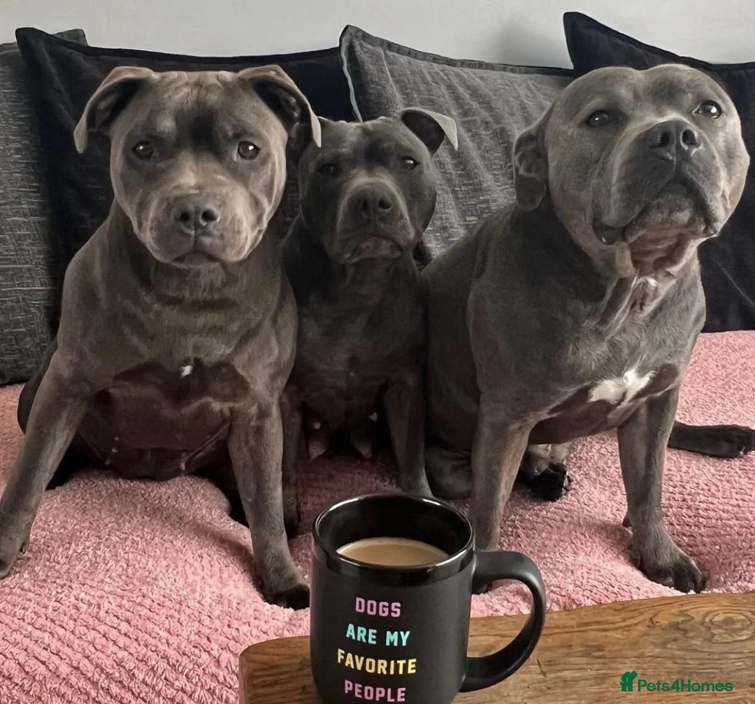 Staffordshire Bull Terrier dogs for sale: Blue Staffordshire bull terrier puppies in Luton - Advert 10