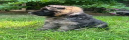 German Shepherd dogs for sale: Stunning GSD working line puppies  - Advert 12