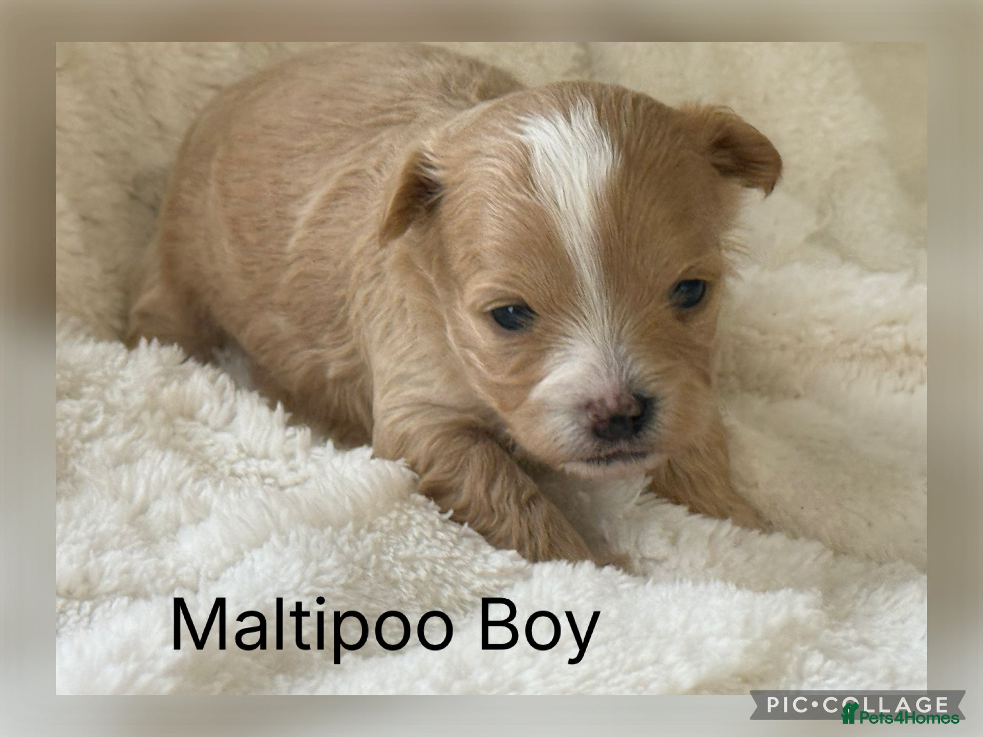 Maltipoo dogs Stunning Maltipoo’s - Advert 2