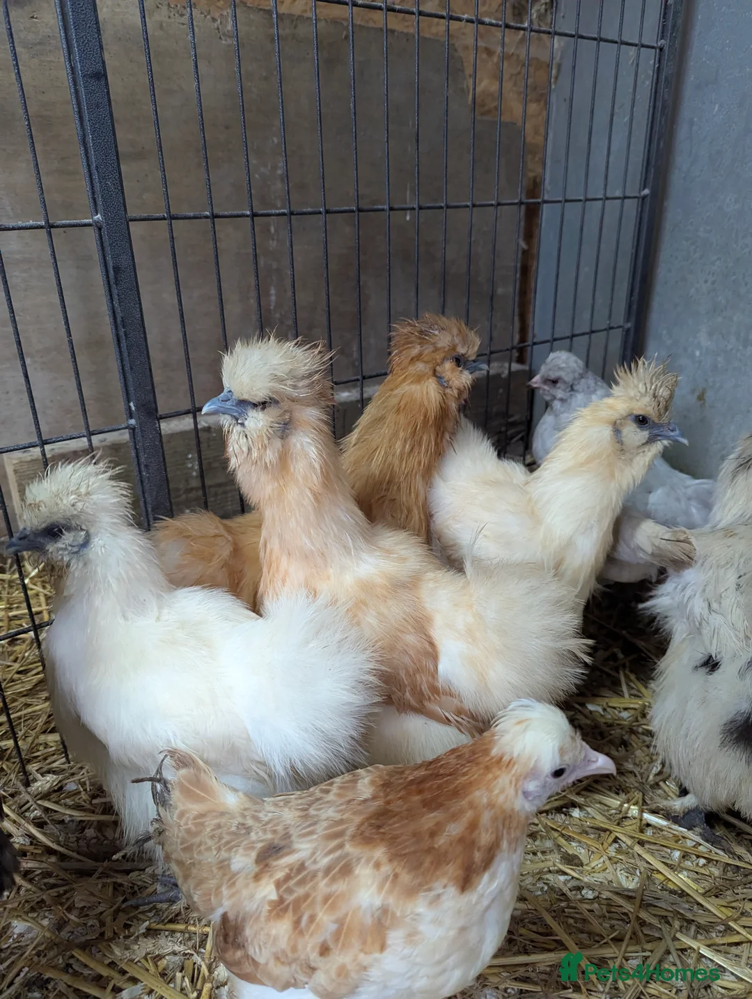 Chickens poultry for sale: Purebred Polish & USA Silkie Pullets Available  - Advert 4