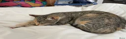 Mixed Breed cats for sale: Beautiful tabby mixed coloured cat - Advert 7