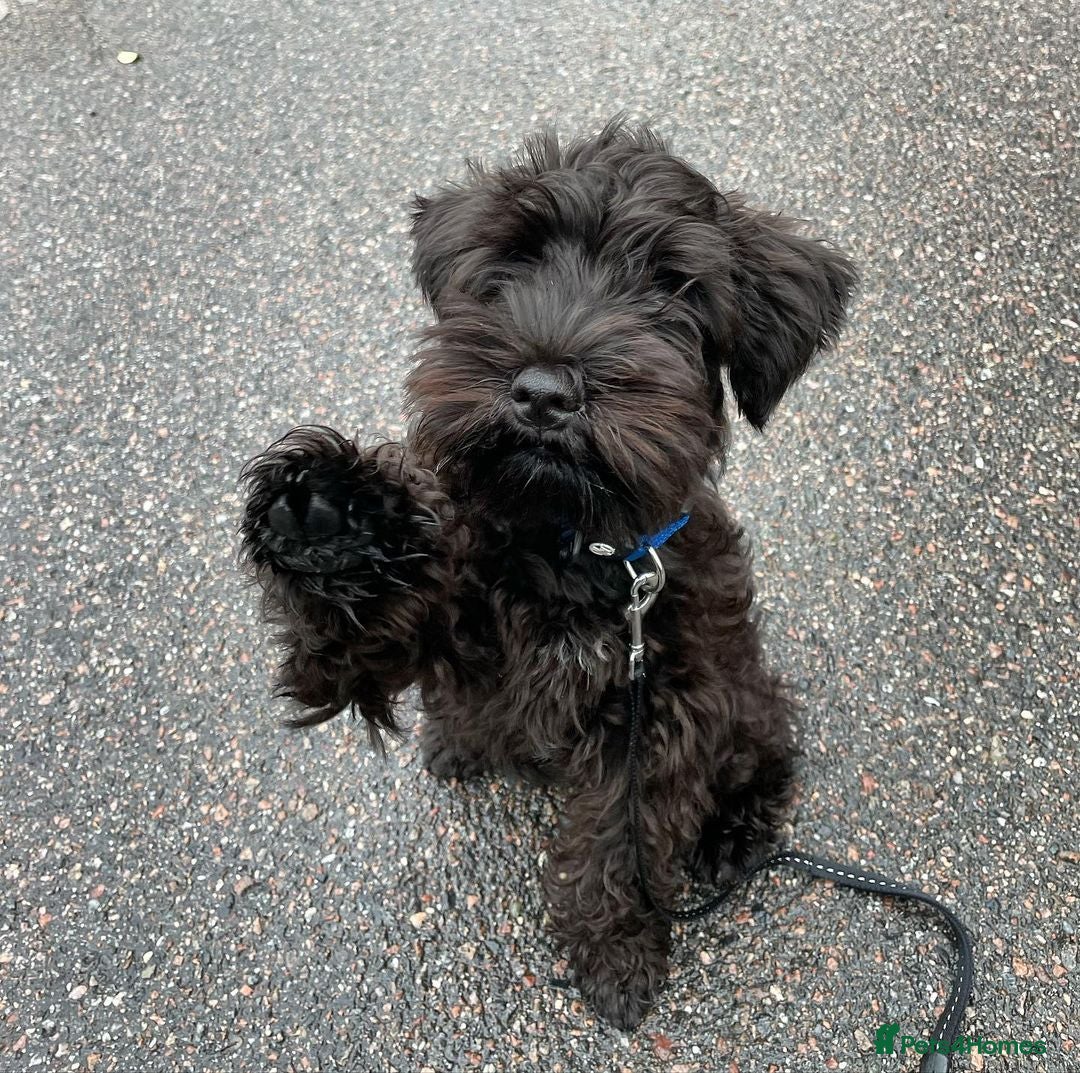 Miniature Schnauzer dogs Beautiful 7-Month-Old Female Schnauzer Poppy - Advert 1