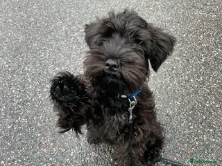 Miniature Schnauzer dogs Beautiful 7-Month-Old Female Schnauzer Poppy - Advert 1