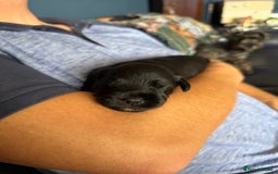 Miniature Schnauzer dogs for sale: Stunning pure black miniature schnauzer puppy - Image 9