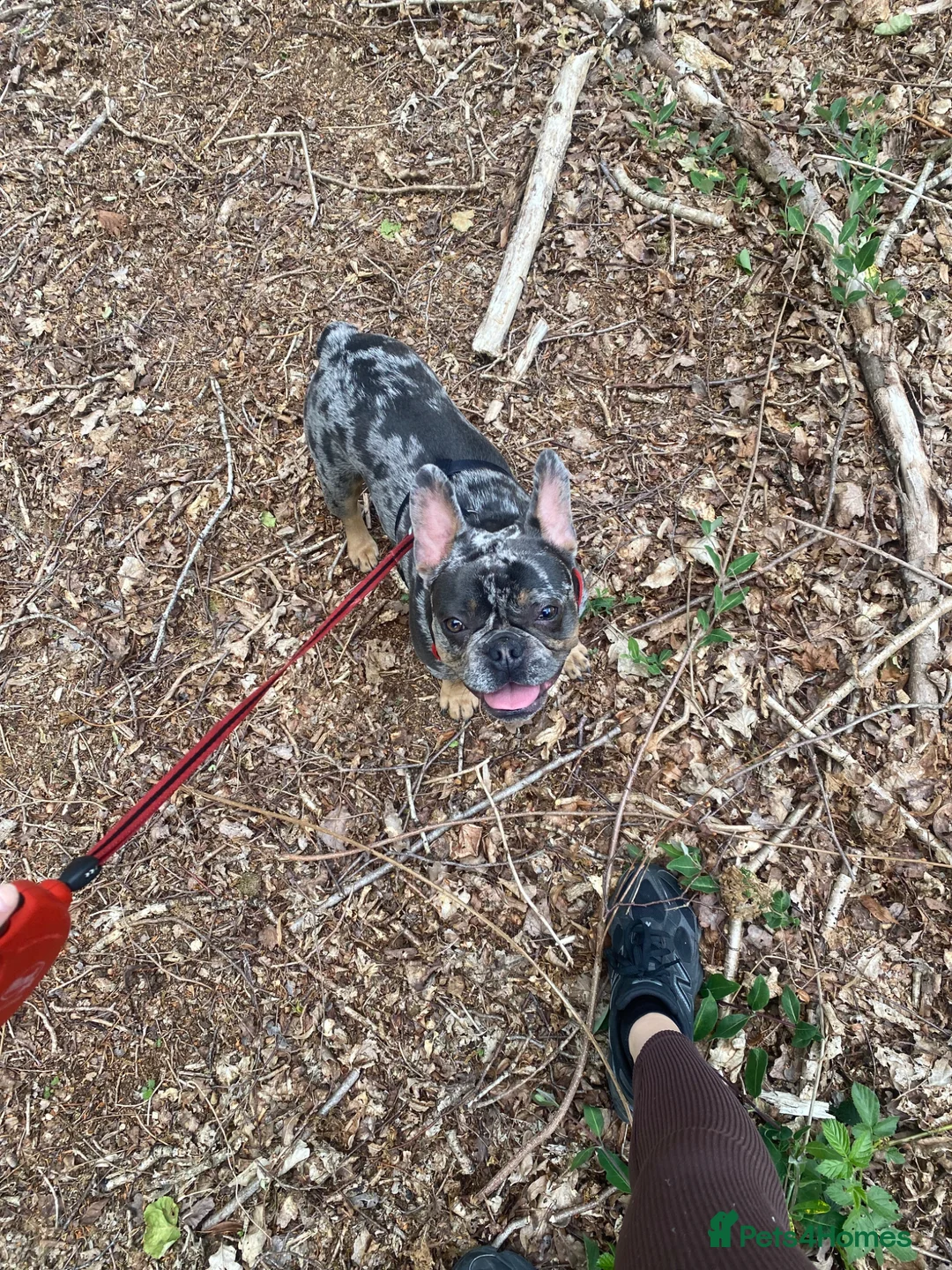 French Bulldog dogs for sale: make french bulldog  in Nuneaton - Advert 2