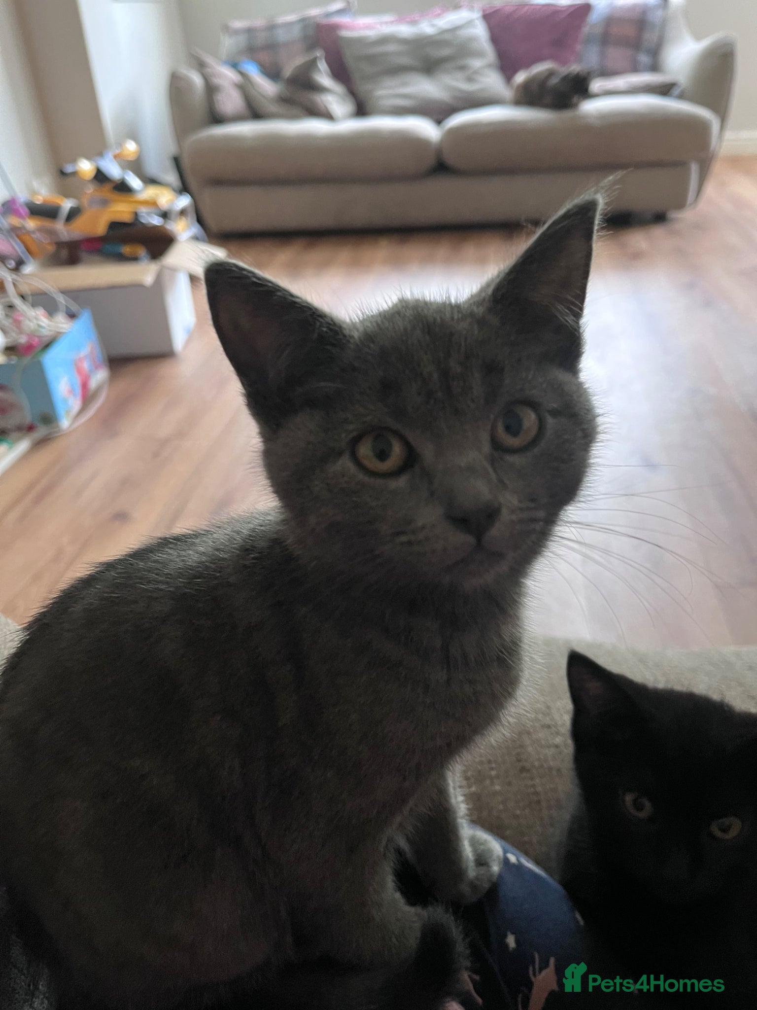 British Shorthair cats for sale: 1/4 British shorthair kittens  - Advert 1