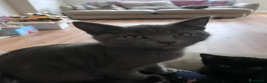 British Shorthair Kitten 4
