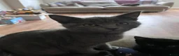 British Shorthair cats for sale: 1/4 British shorthair kittens  in Market Rasen - Advert 1