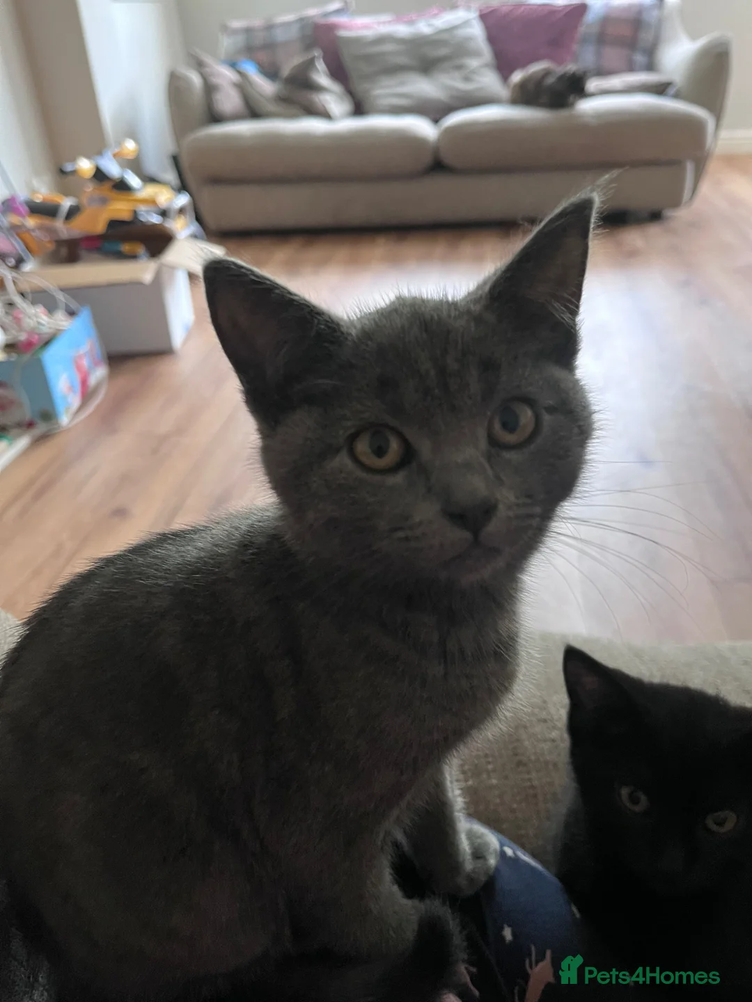British Shorthair cats for sale: 1/4 British shorthair kittens  in Market Rasen - Advert 1