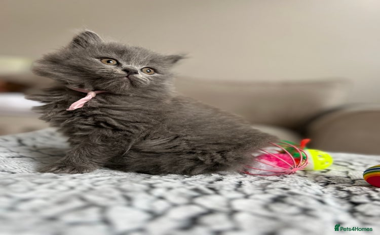 British Longhair cats - Advert 1
