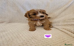 Cavapoo dogs for sale: Vet checked Cavapoo puppies F1 generation for sale - Advert 11