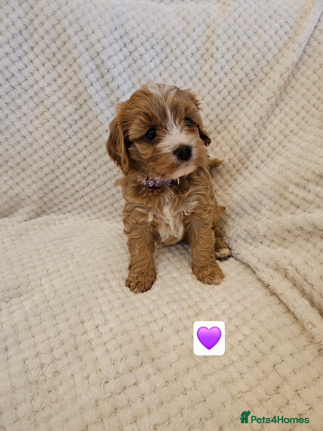 Cavapoo dogs for sale: Vet checked Cavapoo puppies F1 generation for sale - Advert 11