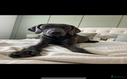 Weimaraner dogs for sale: Male weimaraner - Image 2