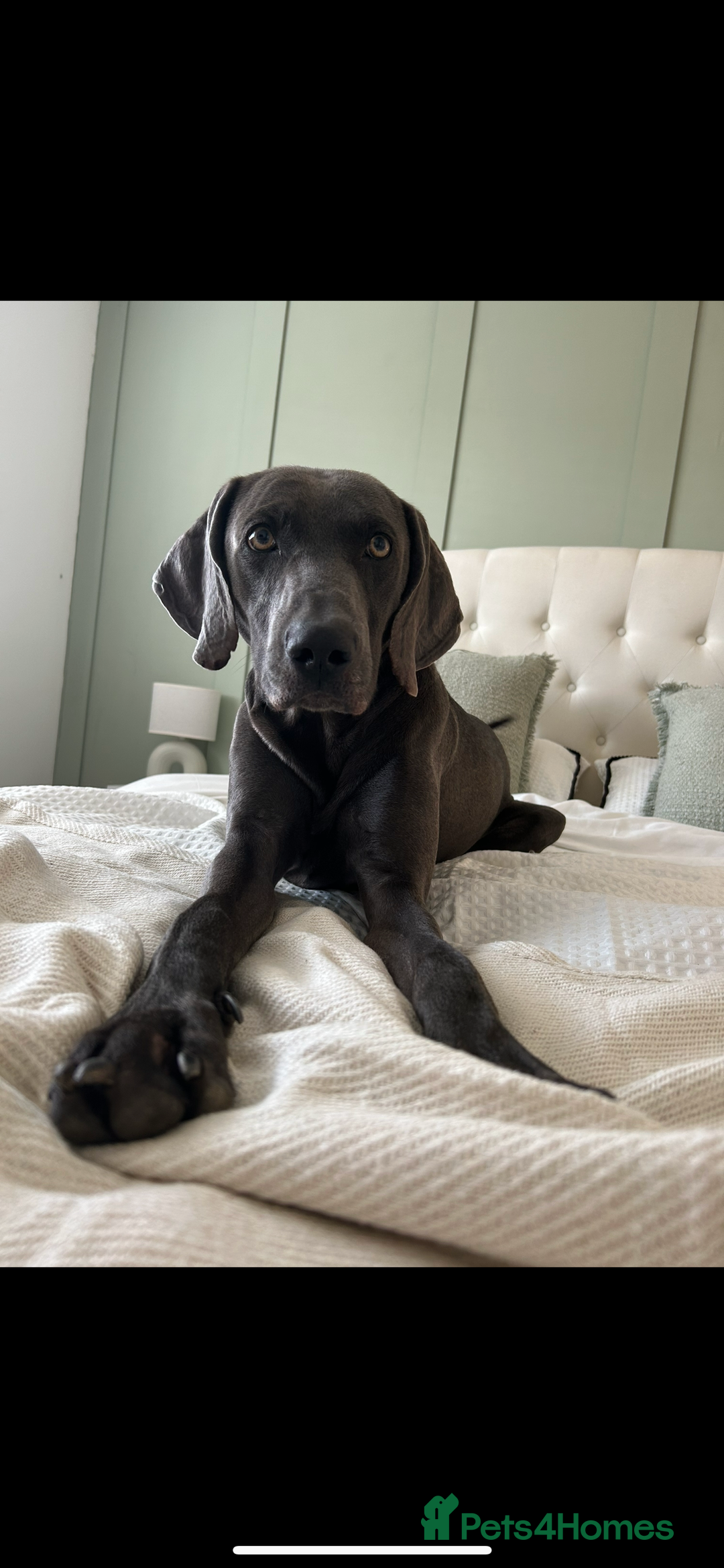 Weimaraner dogs for sale: Male weimaraner - Image 2