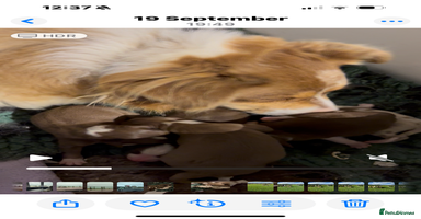 Border Collie dogs - Advert 12