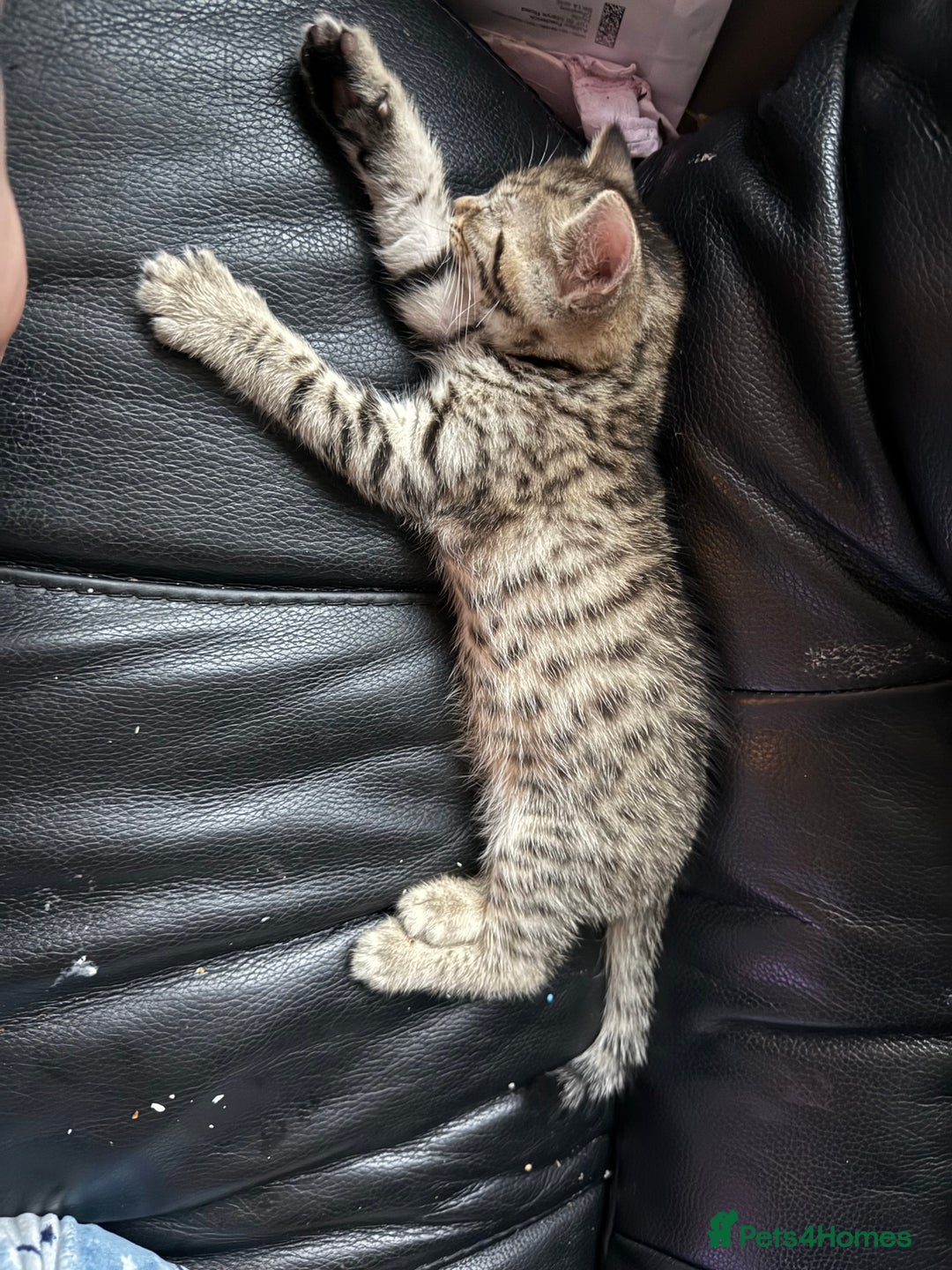 Savannah cats for sale: 3 beautiful kittens  - Image 17