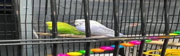Budgerigars birds for sale: 2male Budgerigar  in Saint Helens - Advert 8