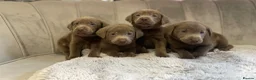 Labrador Retriever dogs for sale: Stunning silver Labradors ready now  - Advert 10