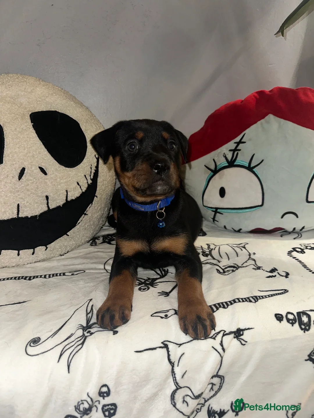 Mixed Breed dogs for sale: 10 Rottweiler cross Doberman pups - Advert 11