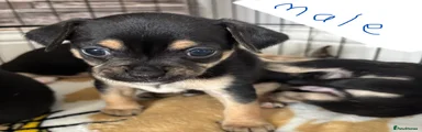 Jack Chi Puppy 3