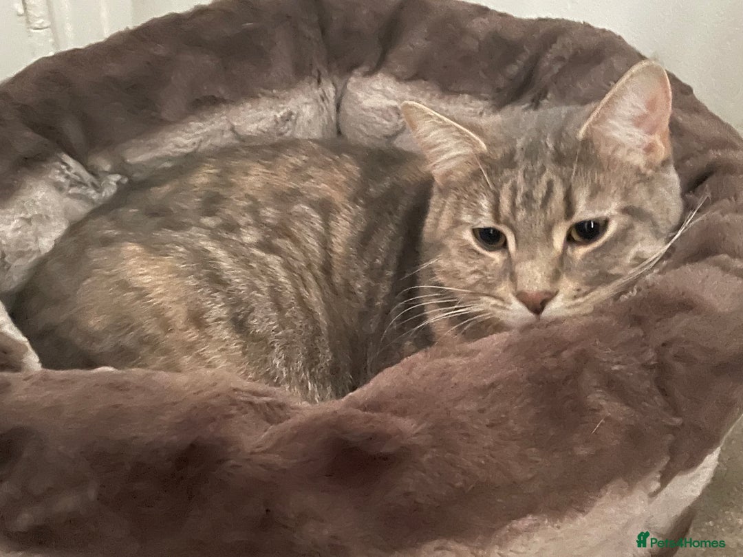 Mixed Breed cats for sale: Adorable female cats Looking for a Forever Home ! - Advert 19