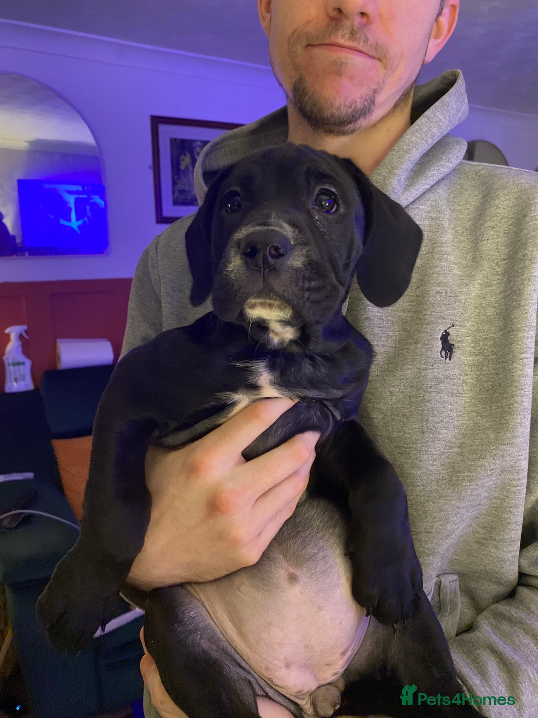 Mixed Breed dogs for sale: Female puppy - 10 weeks old  - Advert 1