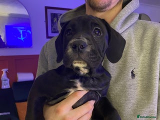 Mixed Breed dogs Female puppy - 10 weeks old - Advert 3